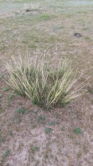 Stipa splendens