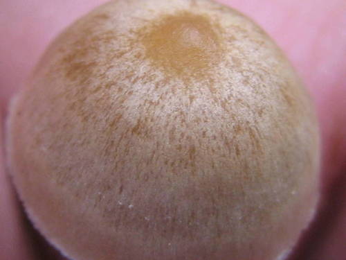 Psilocybe mexicana