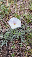 Convolvulus ammannii