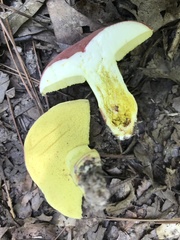 Boletus roodyi