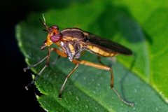 Thecomyia