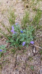 Scutellaria baicalensis