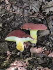 Boletus roodyi