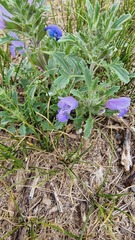 Scutellaria baicalensis