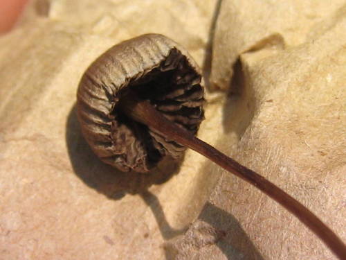 Psilocybe mexicana