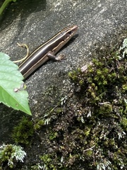 Plestiodon finitimus