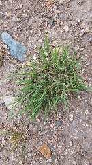 Cleistogenes squarrosa