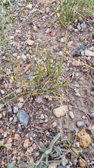 Carex duriuscula duriuscula