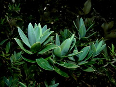 Veronica albicans