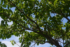 Hura polyandra
