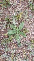 Plantago