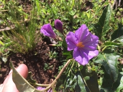 Solanum cinereum