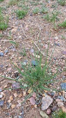 Allium polyrhizum