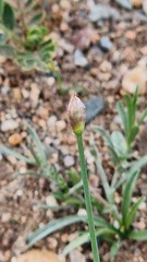 Allium polyrhizum