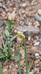 Allium polyrhizum