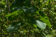 Hura polyandra