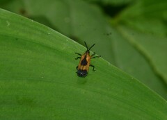 Oxychalepus balyanus