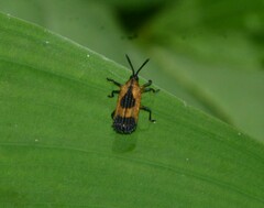 Oxychalepus balyanus