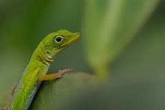 Anolis callainus