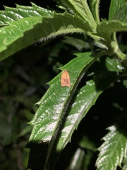 Cacoecimorpha pronubana