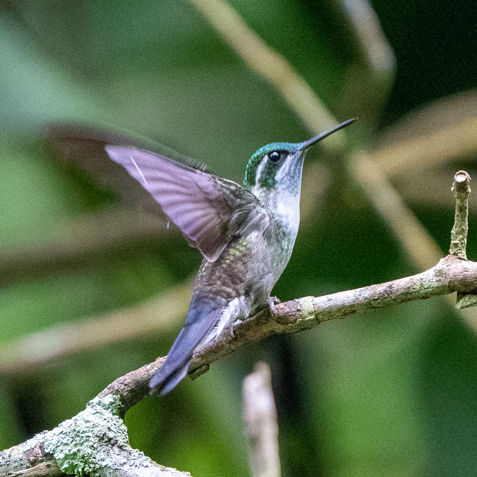 Green-throated Mountain-gem illustration