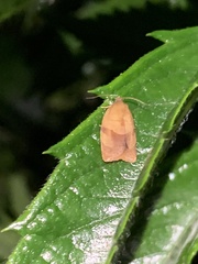 Cacoecimorpha pronubana