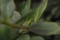 Anolis callainus