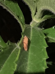 Cacoecimorpha pronubana