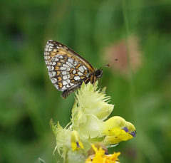 Melitaea caucasogenita