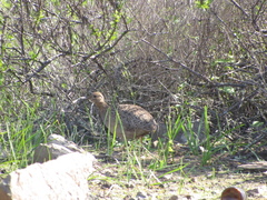 Nothoprocta perdicaria