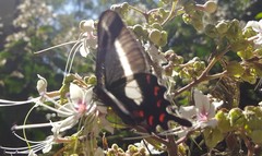 Parides proneus