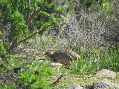 Nothoprocta perdicaria