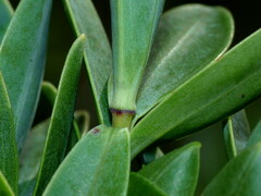 Veronica albicans