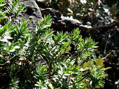 Veronica albicans