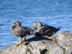 Tachyeres patachonicus