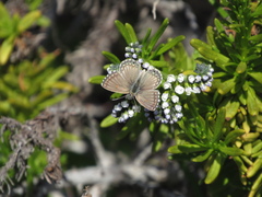 Pseudolucia chilensis