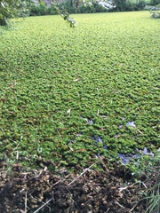 Salvinia molesta