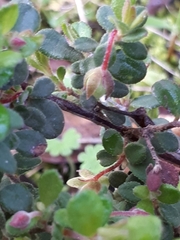 Hibbertia pallidiflora