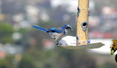 Aphelocoma californica