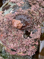 Haliotis kamtschatkana