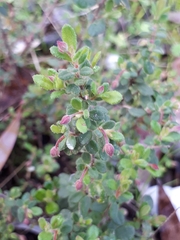 Hibbertia pallidiflora