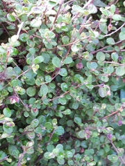 Hibbertia pallidiflora