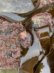 Haliotis kamtschatkana