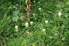 Trifolium caucasicum