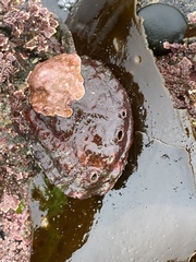 Haliotis kamtschatkana