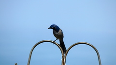 Aphelocoma californica