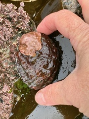 Haliotis kamtschatkana