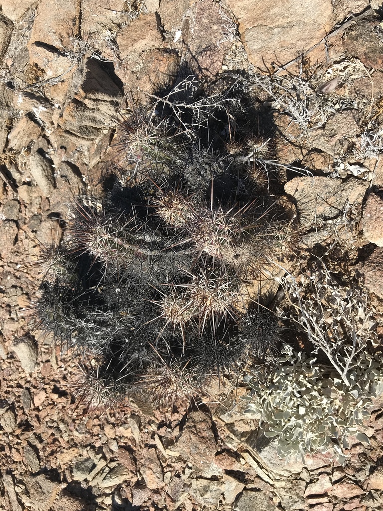 Echinocereus ferreiranus, Ensenada, MX-BN, MX