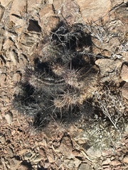 Echinocereus ferreiranus