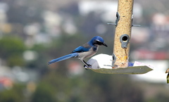 Aphelocoma californica
